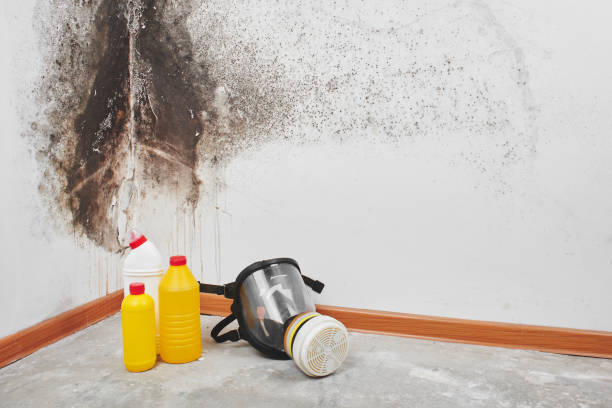 Best Toxic Mold Removal  in Park View, IA