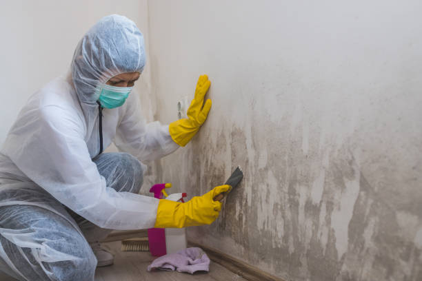 Office Mold Removal Services in Park View, IA