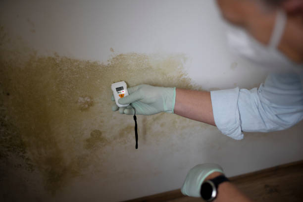 Home Mold Removal in Park View, IA