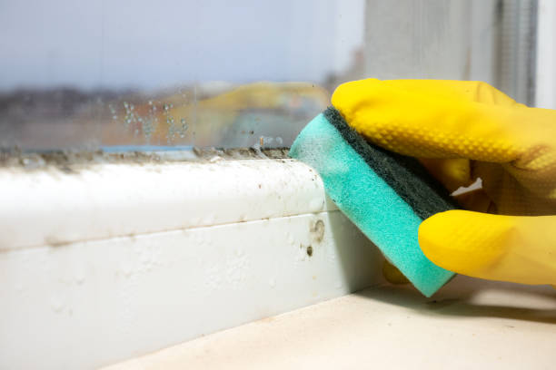 Best Attic Mold Removal  in Park View, IA