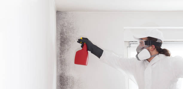 Best Certified Mold Removal  in Park View, IA