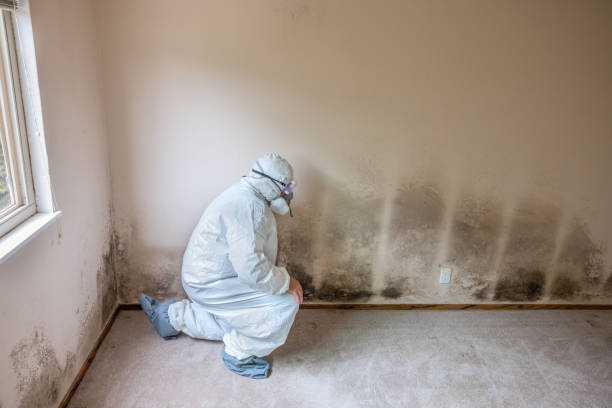 Best Attic Mold Removal  in Park View, IA