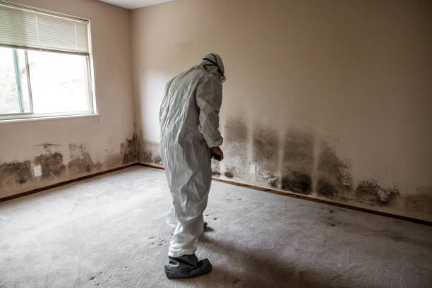 Best Professional Mold Removal  in Park View, IA