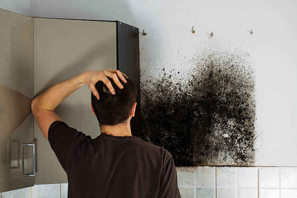 Best Office Mold Removal Services  in Park View, IA